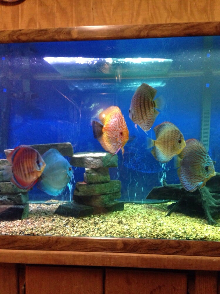 Wet Pets & Friends 33 Photos Aquariums 3695 Washington Rd