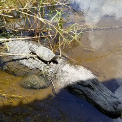 Skunk Ape Research Headquarters - 68 Photos & 15 Reviews - Local Flavor