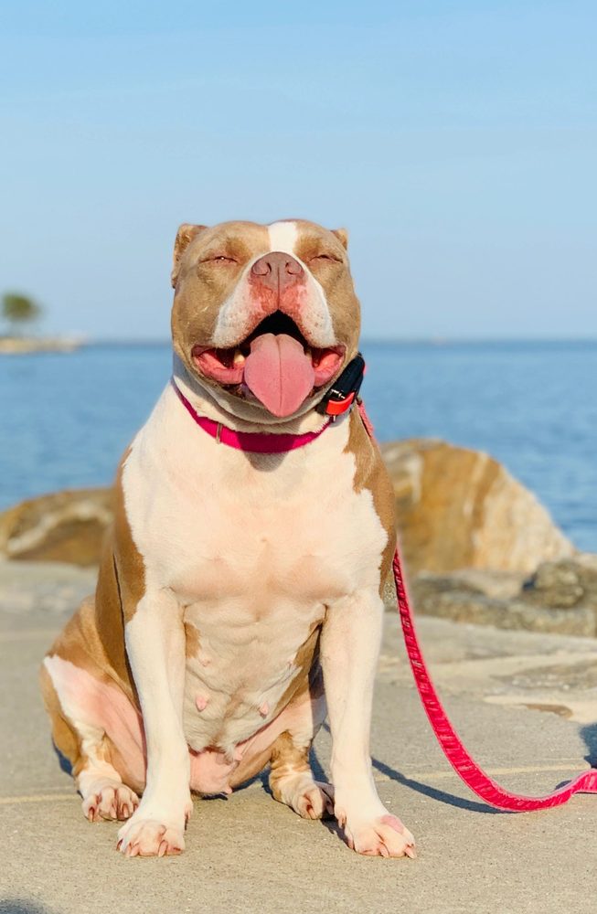 The Balanced K-9