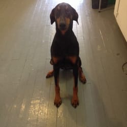 debbies dog grooming debbies dog grooming