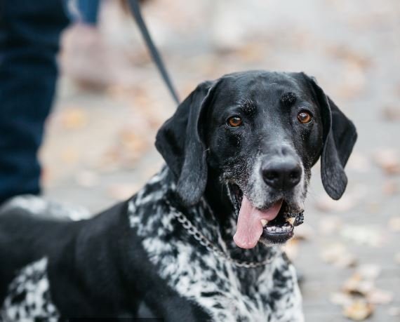 Team Browne - Keller Williams Professionals