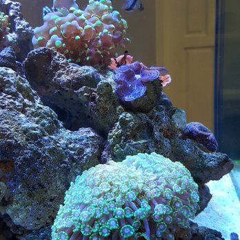 Conjunctivitis fish tank