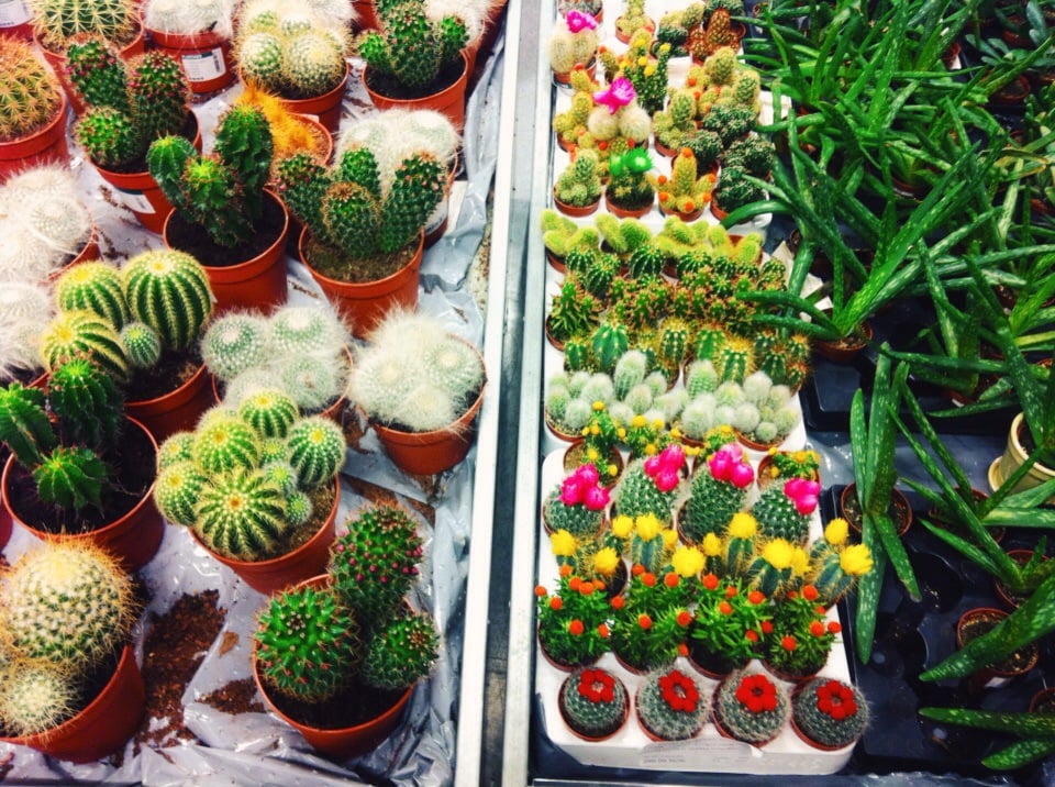 plantasjen vinderen oslo plantasjen vinderen oslo