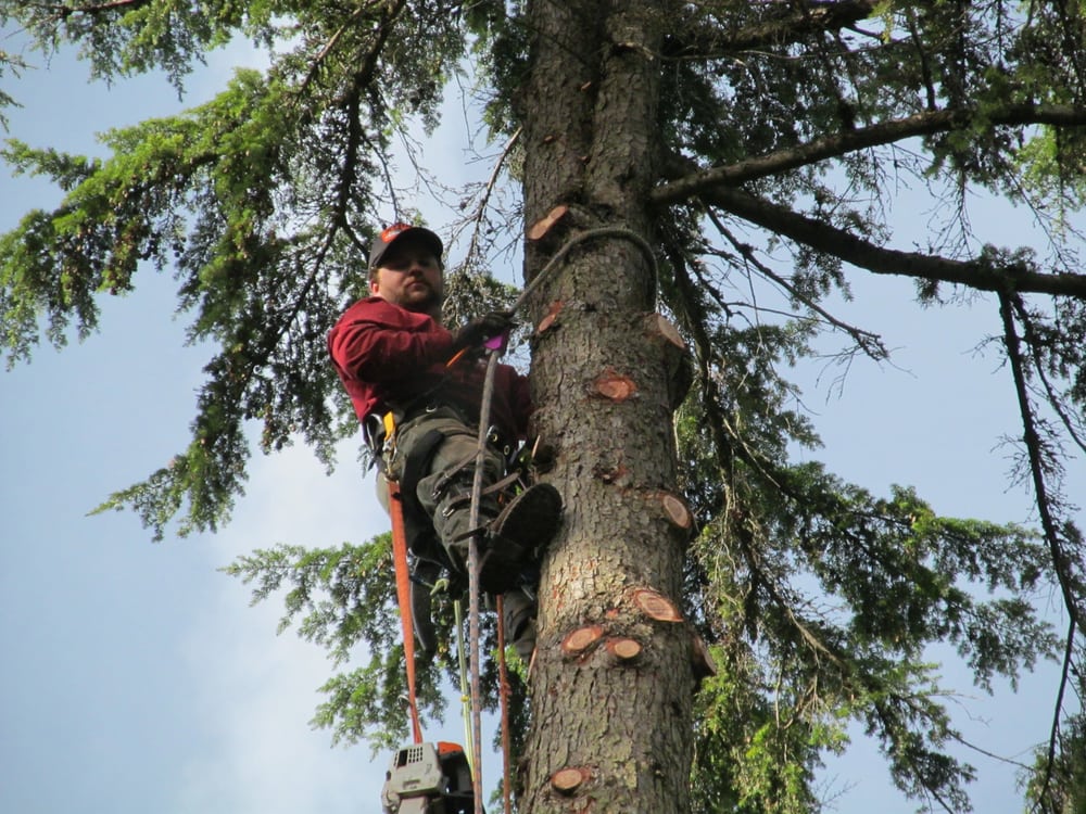 Rob's Northwest Tree Service