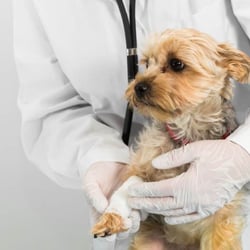 Lincoln Park Dog And Cat Clinic Lincoln Park Dog And Cat Clinic