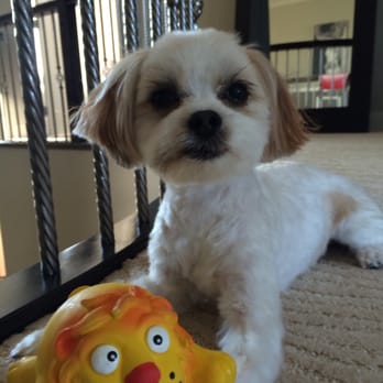 Holly Woof Woof Dog Grooming Holly Woof Woof Dog Grooming