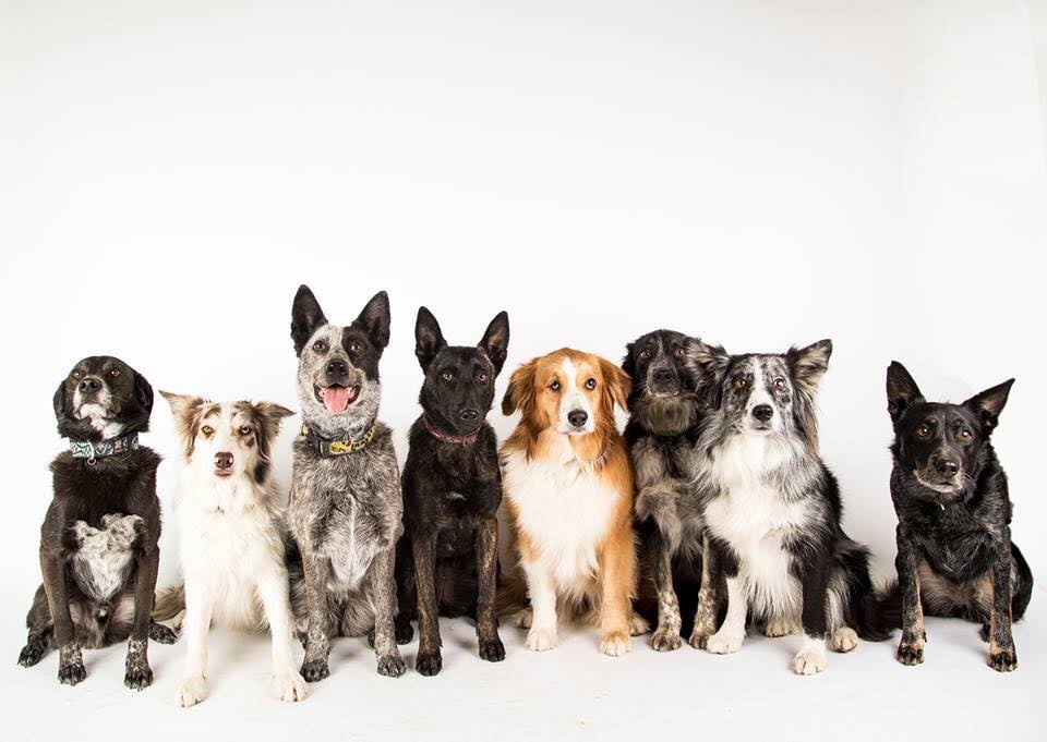 overnight kennels near me fetch daycare and overnight kennels pet sitting 2626 s 300th w city of south overnight kennels near me fetch daycare and overnight kennels pet sitting 2626 s 300th w city of south