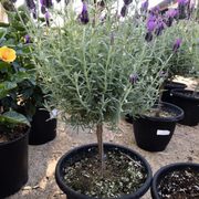 Berridge Nurseries 34 Photos 25 Reviews Gardening Photo Of Berridge Nurseries Phoenix Az United States Beautiful And They Smell