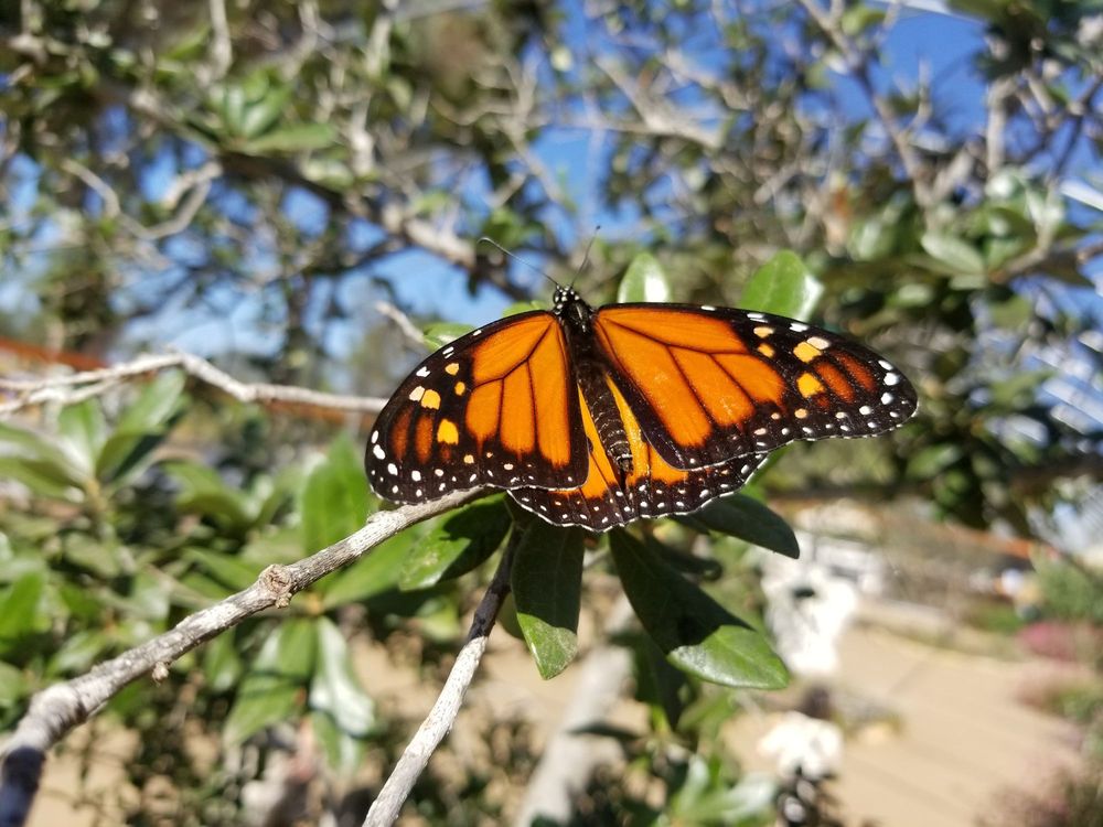 So many beautiful butterflies! - Yelp