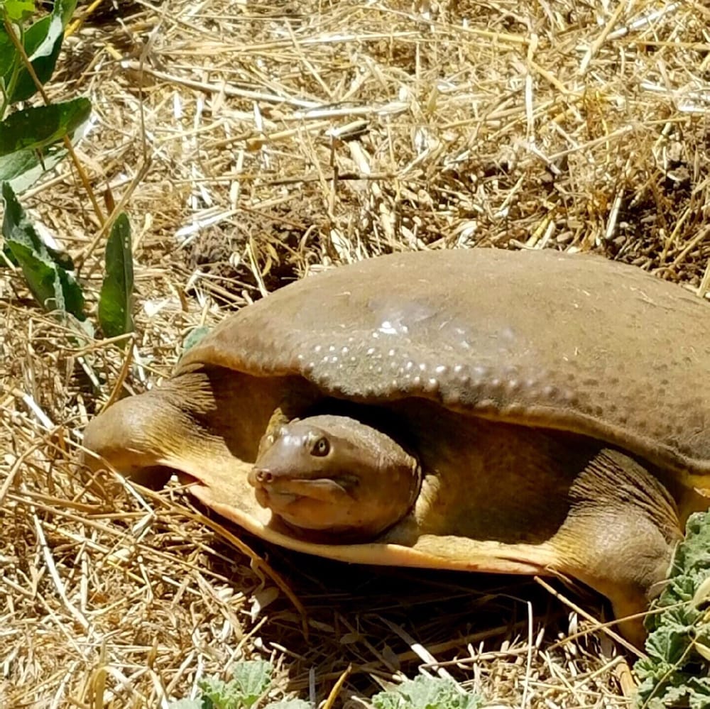 Pena Adobe Regional Park 316 Photos & 56 Reviews Parks 1 Pena
