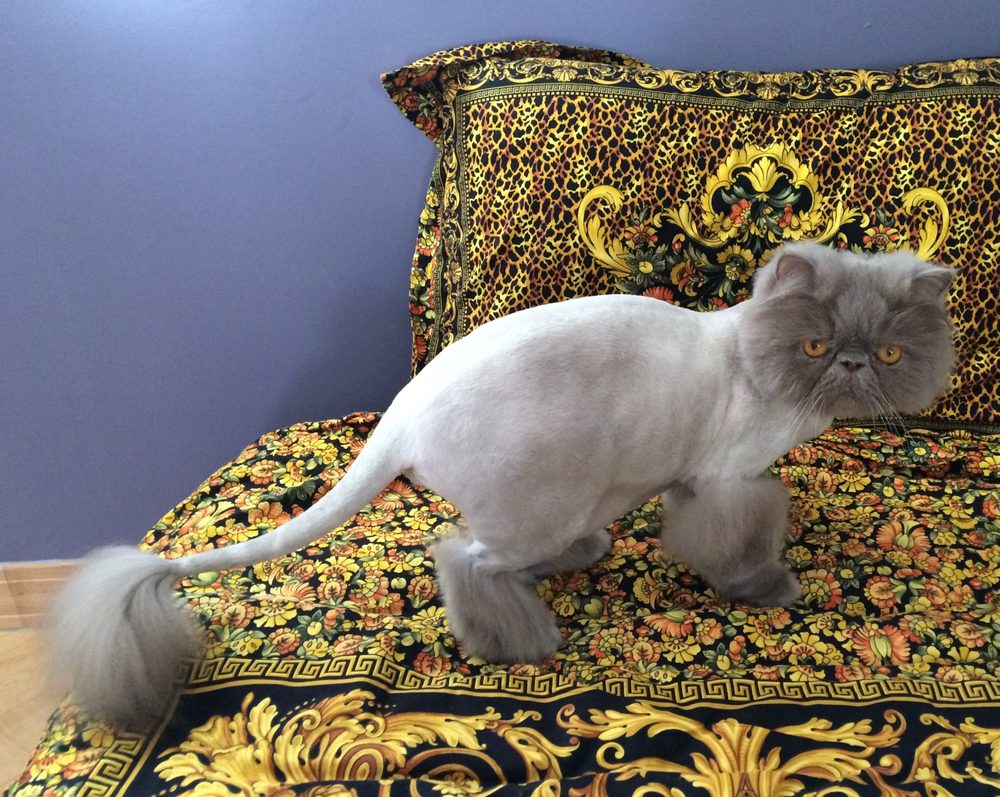 Java Cat & Dog Spa