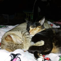 feral friends animal rescue shelters 13410 preston feral friends animal rescue shelters 13410 preston