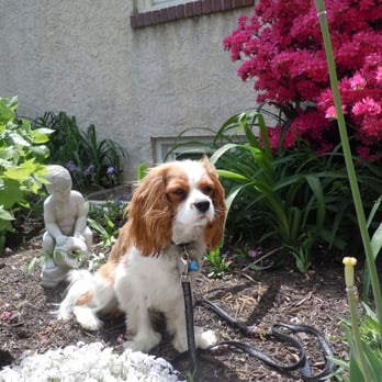 Dog Training Club Of Chester County Dog Training Club Of Chester County