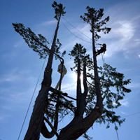Puget Sound Tree Care