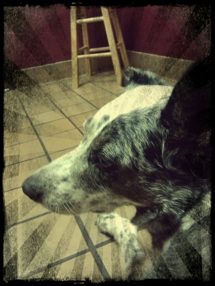 Canyon Crest Animal Hospital 5225 Canyon Crest Dr Ste 75 Riverside Ca 92507