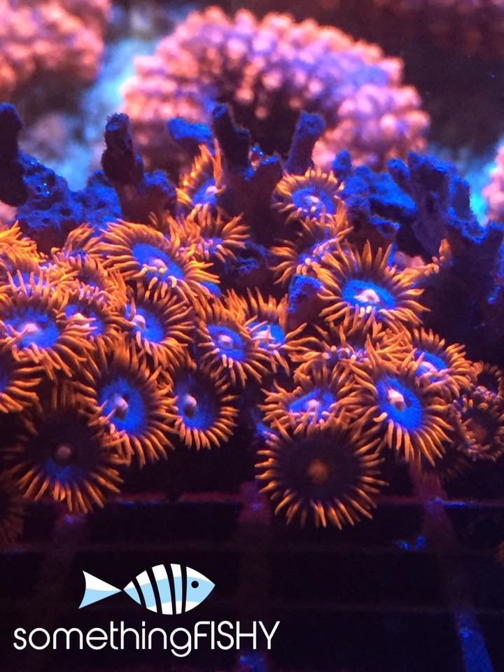 Something Fishy Image