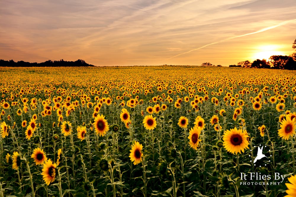Sunflower field at sunset at Clear Meadow Farm Yelp