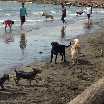 Buchanan Dog Beach Temp Closed 111 Photos 59 Reviews Photo Of Buchanan Dog Beach Albany Ca United States Made Friends Fast