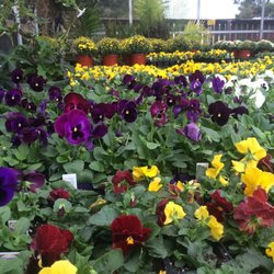 Arrowhead Nursery Nurseries Gardening 7466 Smythe Farm Rd Photo Of Arrowhead Nursery Memphis Tn United States Fall Flowers In Stock