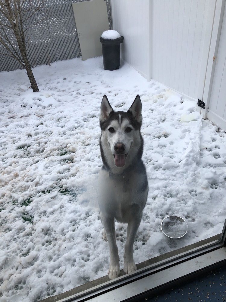 CAMP DAVID DOG RESORT & DAYCARE