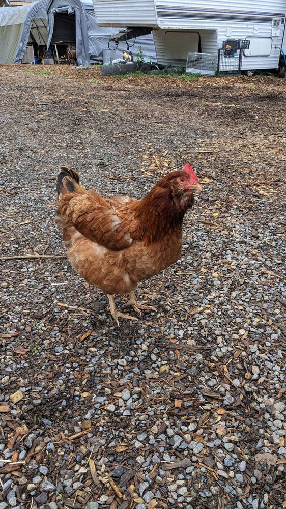 Cuteness attack farm