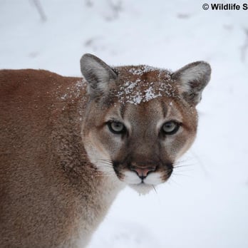 Wildlife Science Center - 10 Photos - Zoos - 22830 Sunrise Rd NE, Stacy