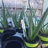 Central Whole Nursery 153 Photos 70 Reviews Nurseries Photo Of Central Whole Nursery San Jose Ca United States Aloe Vera