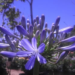 Acton Nursery Landscape 13 Photos Landscaping 3324 Soledad Photo Of Acton Nursery Landscape Ca United States Agapanthus