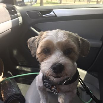 Uptown Dog Grooming - 32 Photos & 38 Reviews - Pet Groomers - 73290 El Paseo, Palm Desert, CA Uptown Dog Grooming - 32 Photos & 38 Reviews - Pet Groomers - 73290 El Paseo, Palm Desert, CA