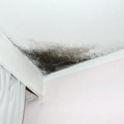 A 1 Mold Testing Remediation Services Environmental A 1 Mold Testing Remediation