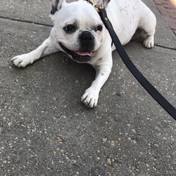 Dc Dog Walking Brighter Days Dc Dog Walking Brighter Days