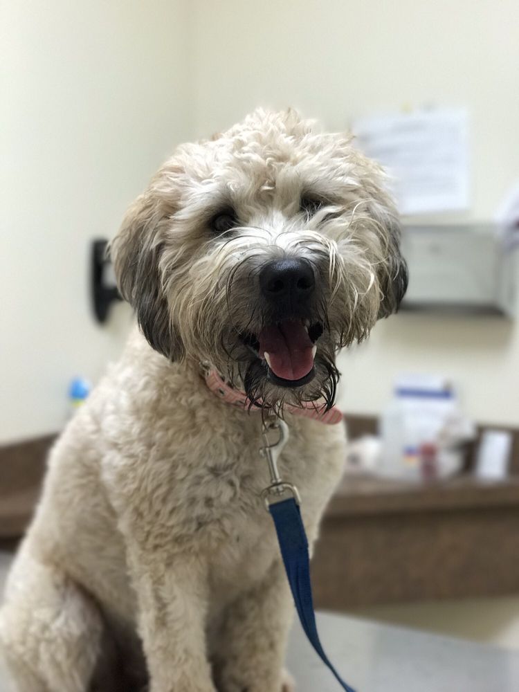 West Michigan Street Veterinary Clinic 18 Photos & 23 Reviews