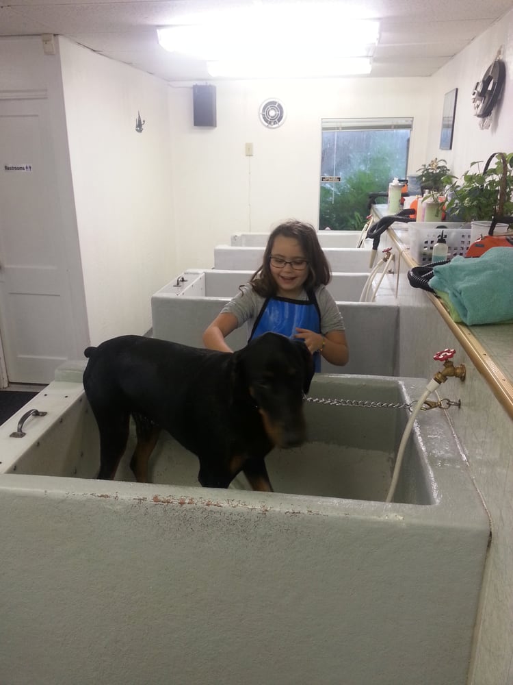 u wash puppy connie s u wash wash 10 avalia 231 245 es banho tosa 8001 se king rd u wash puppy connie s u wash wash 10 avalia 231 245 es banho tosa 8001 se king rd