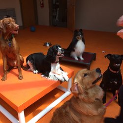 dog daycare ri dog daycare ri