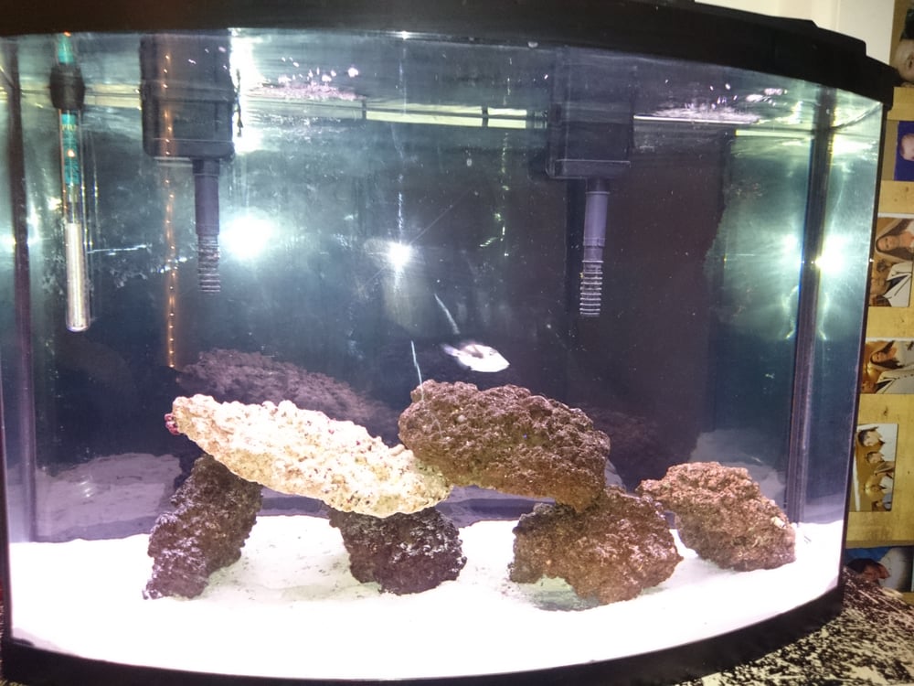 My Tank Made Possible By Trop Aquarium Yelp Photo Of Trop Aquarium Las Vegas Nv United States My Tank