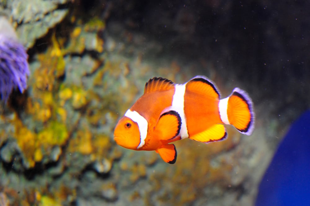 The New York Aquarium 416 Photos & 307 Reviews Zoos 602 Surf Ave