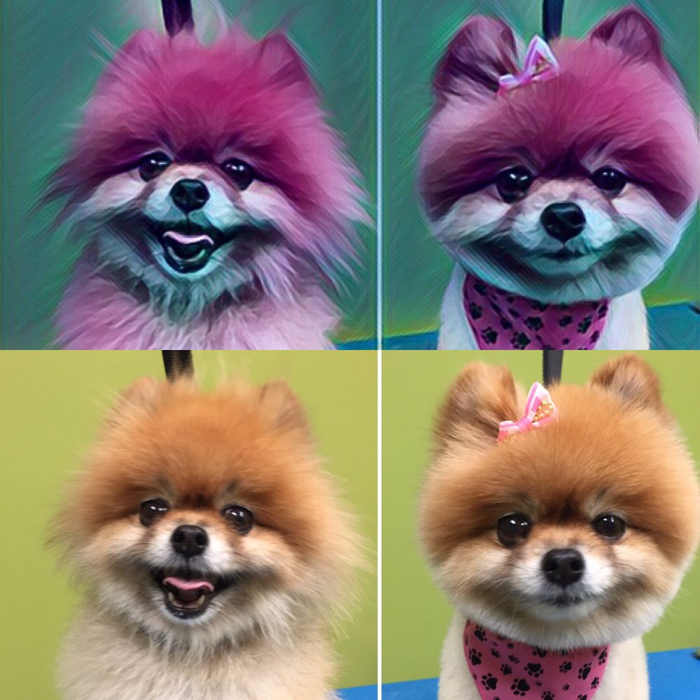 Paradise Pets Grooming and Daycare 209 Photos & 117 Reviews Pet