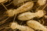 Eary Termite & Pest Service