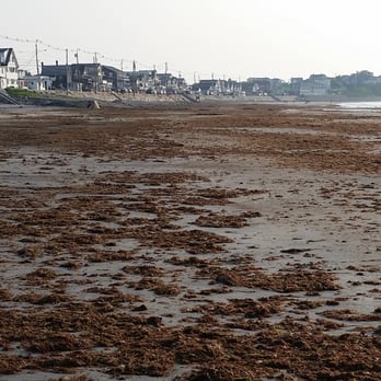 Long Sands Beach 46 Photos 26 Reviews Beaches Ave Photo Of Long Sands Beach York Me United States Seaweed Left To