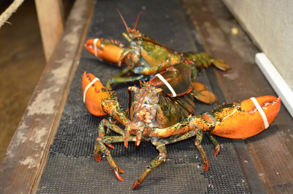 Jordan Lobster Farms 899 Photos & 603 Reviews Seafood Markets 1