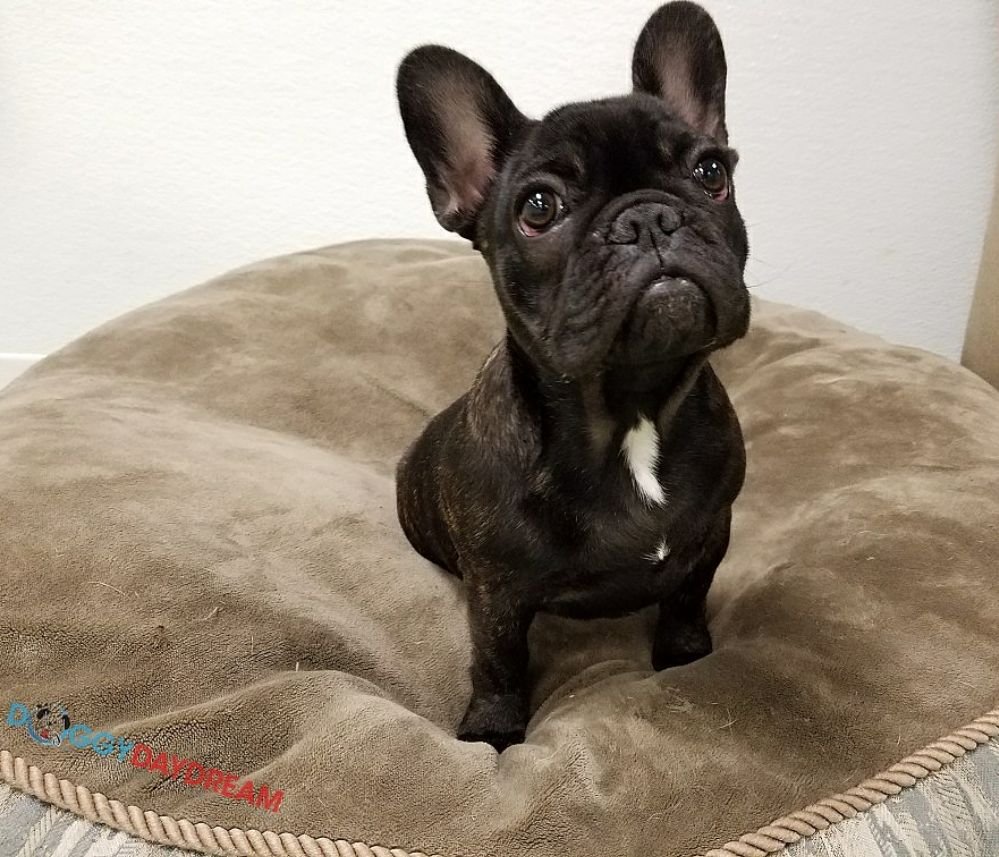 Doggy Daydream 65 Photos & 29 Reviews Pet Groomers 680 N Milwaukee Ave, Prospect Heights