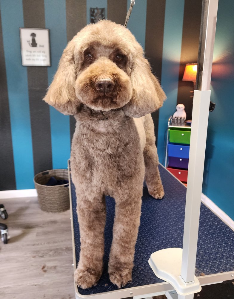 Bayside Dog Spa