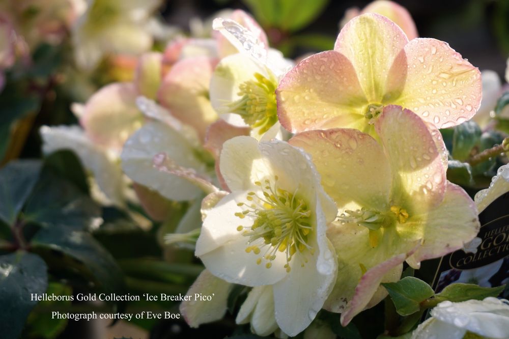 Christianson’s Nursery 33 Photos & 15 Reviews Nurseries & Gardening