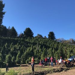 frosty s christmas tree farm 15 photos 13 reviews frosty s christmas tree farm 15 photos 13 reviews