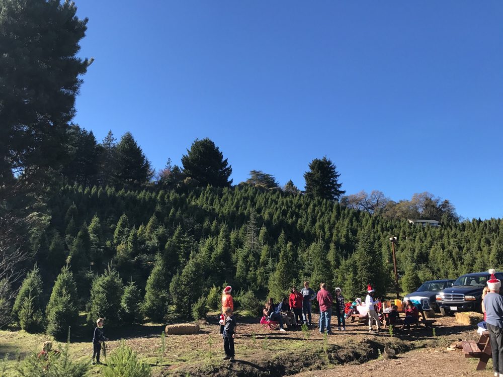 frosty s christmas tree farm 15 photos 13 reviews frosty s christmas tree farm 15 photos 13 reviews