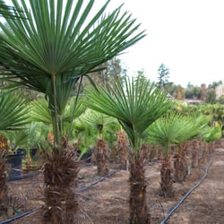 Cal Coast Palms Nurseries Gardening 860 Mesa Rd Nipomo Ca Photo Of Cal Coast Palms Nipomo Ca United States Field Grown Palm