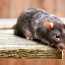 Yetter Critter Getter Pest Control Brookville In Phone Number Photo Of Yetter Critter Getter Brookville In United States