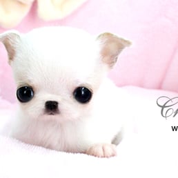 royal teacup puppies royal teacup puppy www pixshark images galleries with a bite royal teacup puppies royal teacup puppy www pixshark images galleries with a bite