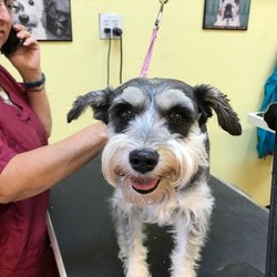 dog grooming phoenix dog grooming phoenix