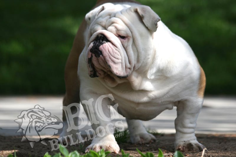 Bigbulldogs 14 Photos & 24 Reviews Pet Breeders Fallbrook, CA
